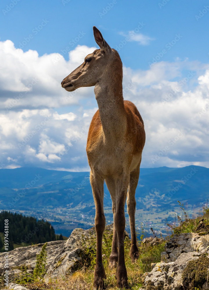 Naklejka premium A female deer on a rocky mountain peak