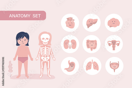 Fotografie Little girl with skeleton and internal organs