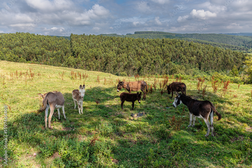 Obraz premium Adult donkeys and foals in the shade of the meadow.