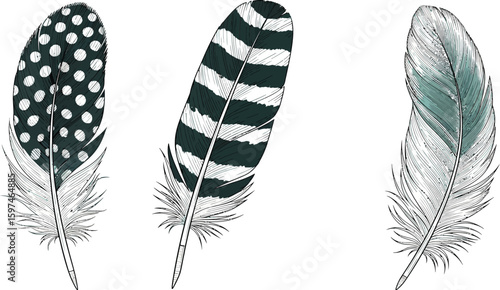 Detailed feather illustrations: bird feathers with polka dots, stripes, and soft blue hues art