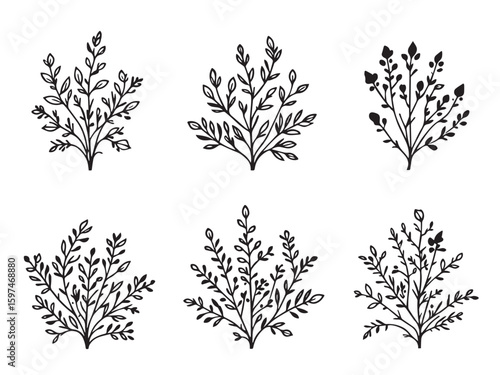 butterfly bush botanical sketch