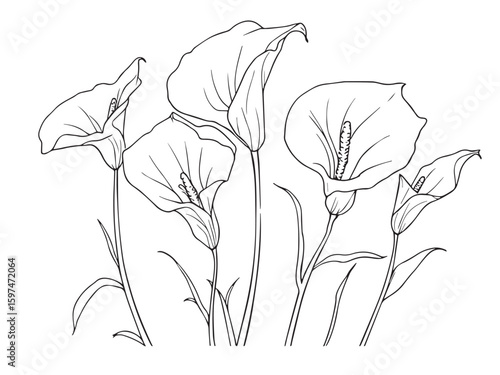 calla lily floral outline art