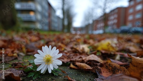 Fototapeta Naklejka Na Ścianę i Meble -  Single white flower amidst autumn leaves on city sidewalk