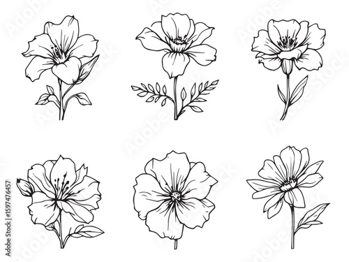 canterbury bells flower illustration