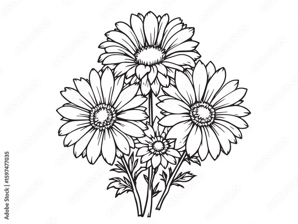 Fototapeta premium cape daisy flower line art