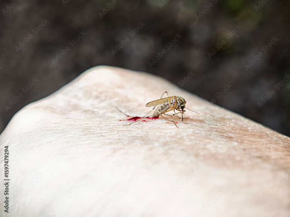 Obraz premium Close-up of a mosquito feeding on blood from a human arm in natural surroundings during daytime