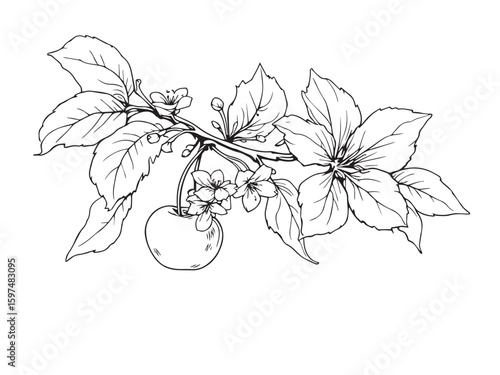 cherries botanical sketch