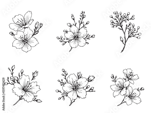 cherry blossom botanical outline