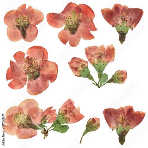 Digital herbarium. Japonica quince, chaenomles. Digital herbarium, scrapbooking. Flowers quince, isolated on white background. Set of pressed pink, red flowers. Floristics. Dry flowers.
