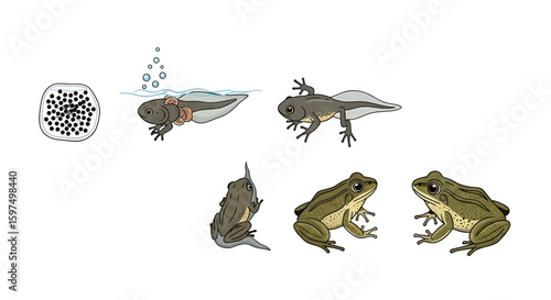 Frog Life Cycle Stages