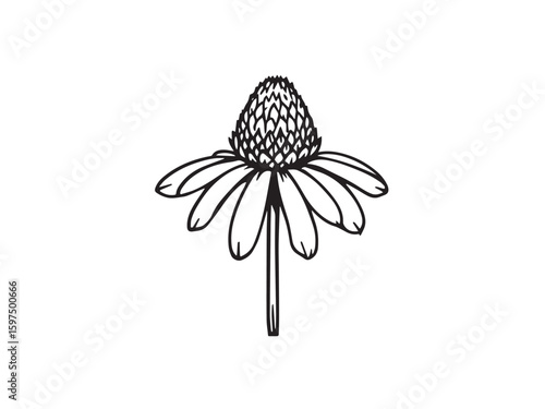 coneflower minimal outline drawing