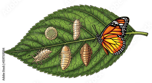 Butterfly Metamorphosis on Leaf