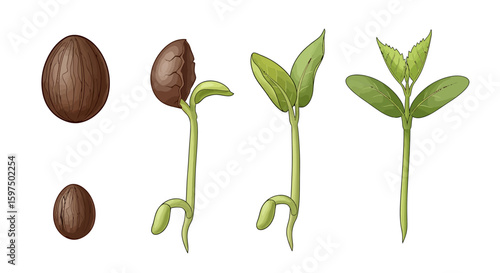 Seedling Growth Stages Illustration