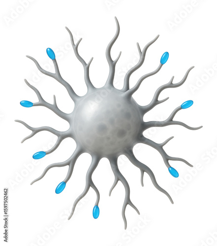 Dendritic cell with branched extensions and antigen presentation
