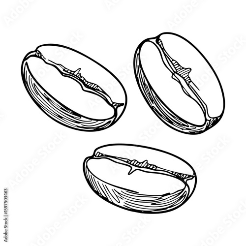 Vector line art of three detailed coffee beans with textured surface, hand-drawn illustration in black and white style for cafe design or packaging