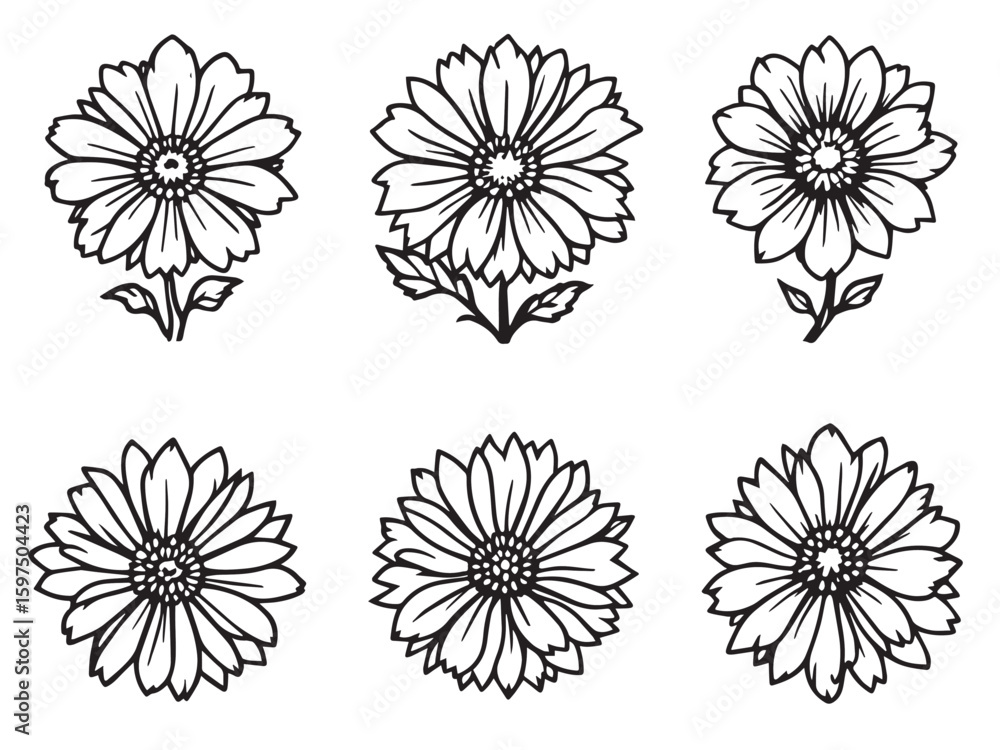 Obraz premium cornflower floral outline drawing