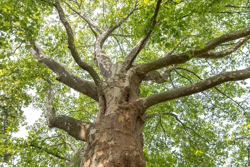Obraz premium American cynamore tree bottow view