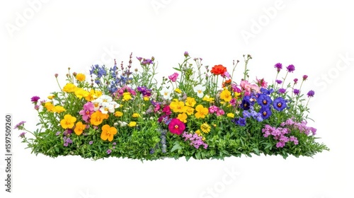 Fototapeta Naklejka Na Ścianę i Meble -  Colorful flower bush flowers colorful blossoms.