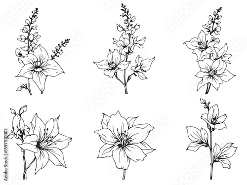 delphinium botanical vector
