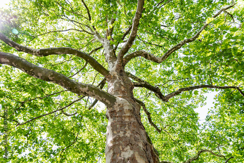 American cynamore tree bottow view