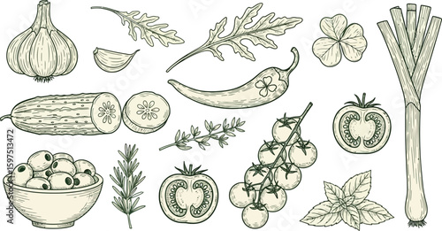 Variety of vegetables and herbs in detailed line art style drawing