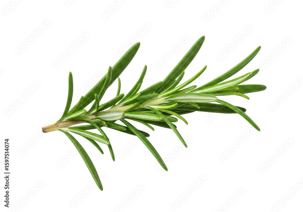 Fototapeta premium A single sprig of fresh green rosemary isolated on a herb spice