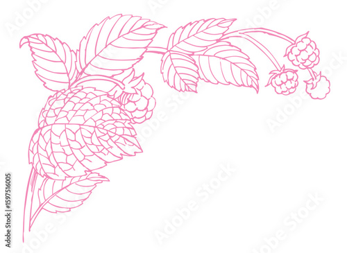 ラズベリーのスケッチ素材。ベクターイラスト素材。