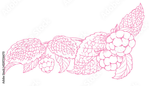 ラズベリーのスケッチ素材。ベクターイラスト素材。