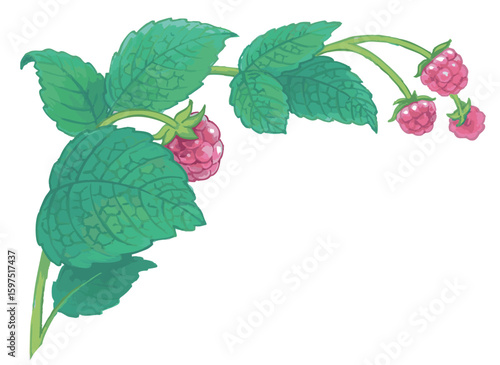 ラズベリーのスケッチ素材。ベクターイラスト素材。