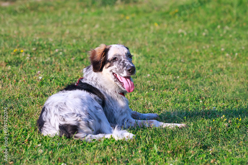 Puppy lying In the grass, close up portrait