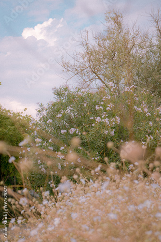 Italian flowers