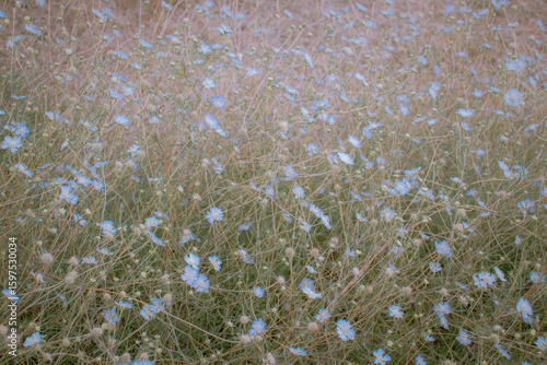 Italian wildflowers