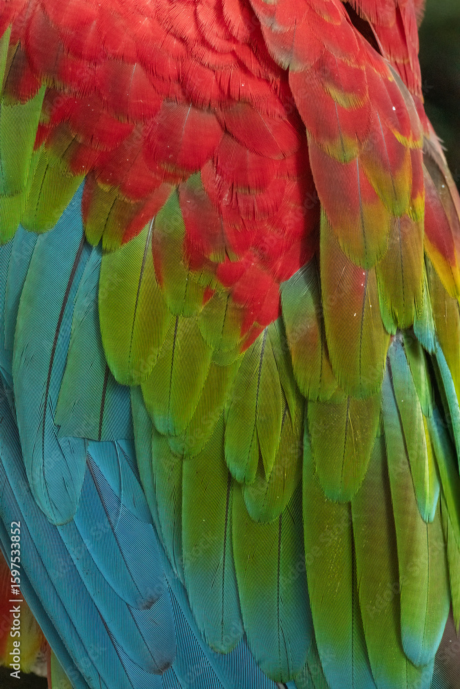 Obraz premium Unique colors and patterns of macaw feathers