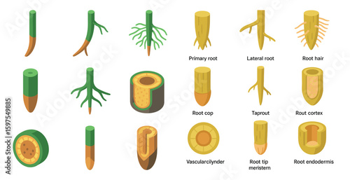 Plant biology isometric icons set – root structure, botanical diagram symbols