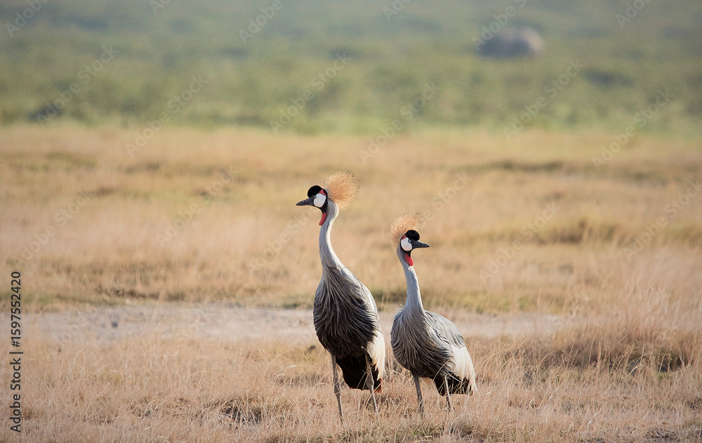 Fototapeta premium Crowned crane couple on the Savannah