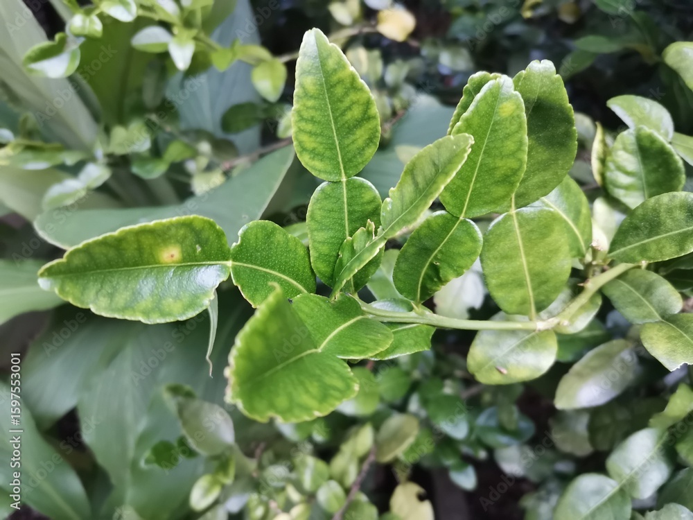 Obraz premium citrus leaves or bergamot herb on tree background