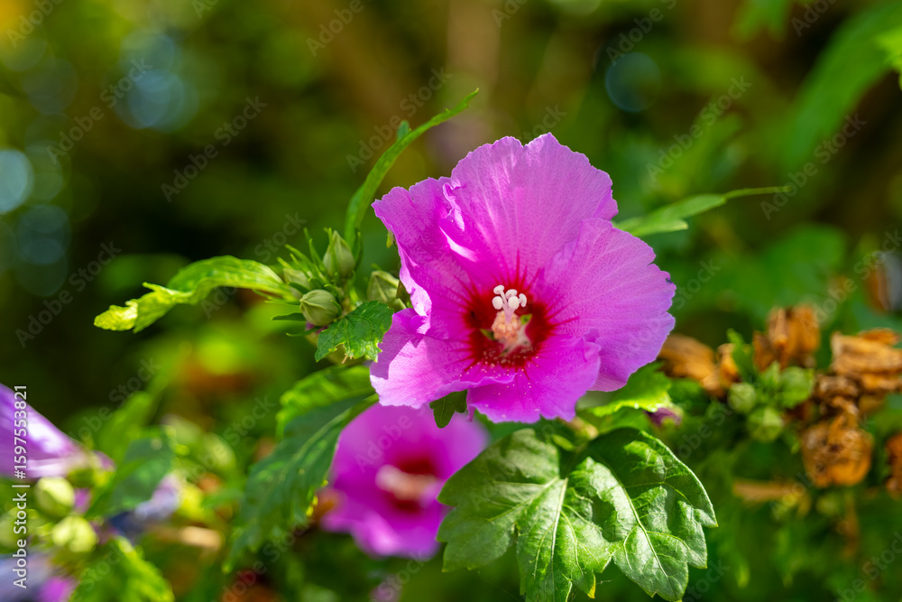 Fototapeta premium Vibrant pink hibiscus blossoms sway gently in the warm afternoon sunlight amidst lush green foliage