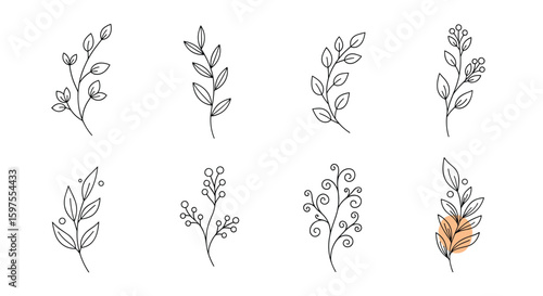 Delicate botanical hand drawn branch elements for elegant design projects and creative applications