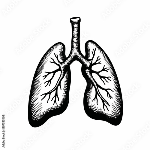 Detailed illustration of lungs with branching bronchi for health concepts and medical education. Lungs highlighted with intricate patterns and structures,