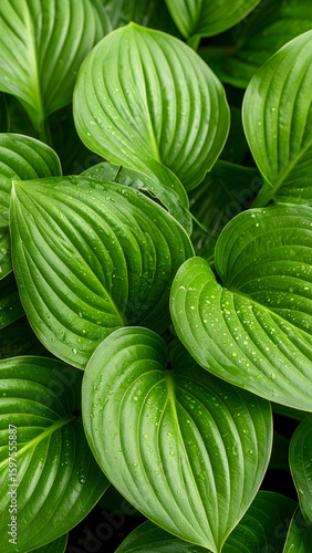 A close-up view of lush green leaves with a textured surface and water droplets.