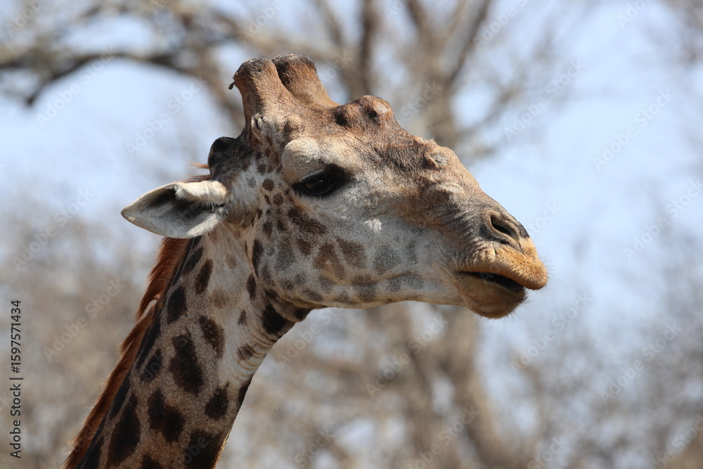 Obraz premium Giraffe portrait