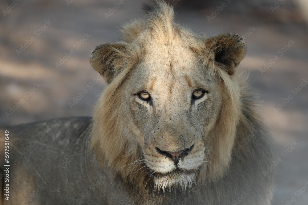 Naklejka premium Male Lion