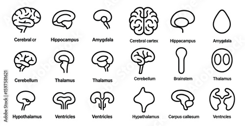 Neuroscience outline icons set – brain, cerebral, neural health symbols