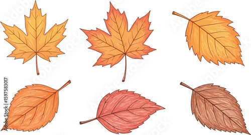 Autumn leaves vector illustration set for fall season designs and decorative clip art graphics elements