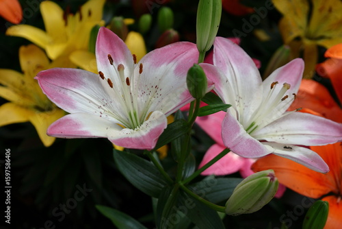 純潔を象徴する花