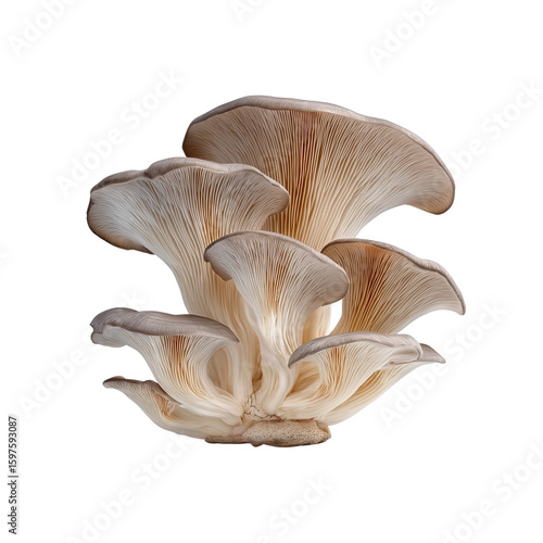Oyster mushrooms on transparent background, cutout
