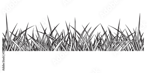 Monochrome Illustration of Long Grass Blades Creating a Border Effect