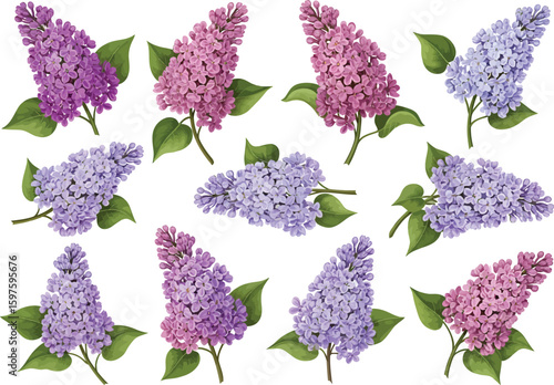 Collection of beautiful blooming lilac flowers in various shades of purple and pink with green leaves isolated on white background
