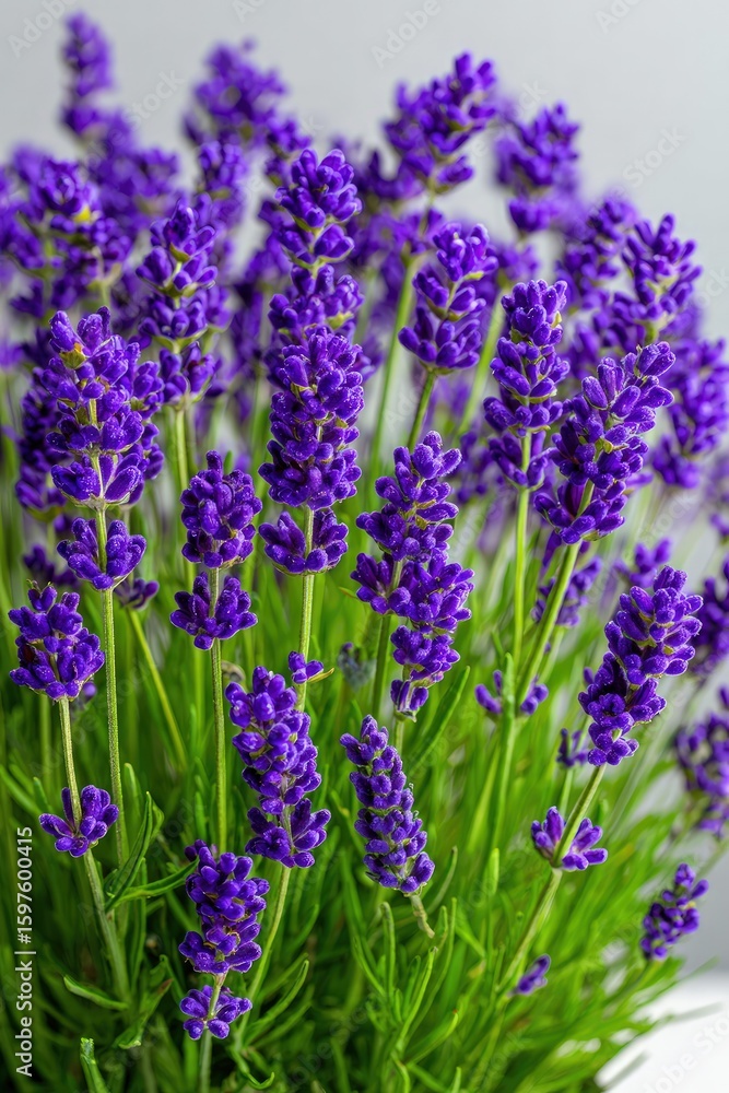 Naklejka premium Close Up Purple Lavender Flowers In Bloom