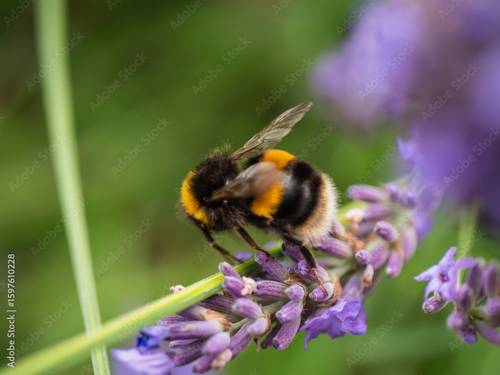 Bumble Bee collects pollen on lavender flowers Bumble Bee collects pollen on lavender flowers